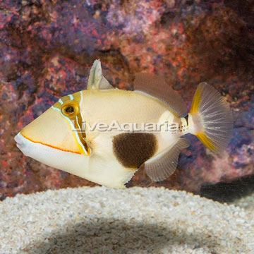 Bursa Triggerfish