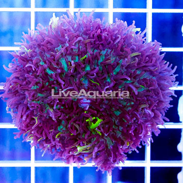 Lavender Mushroom Coral Indonesia