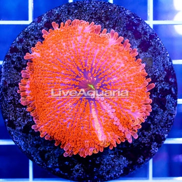 Ricordea Mushroom Coral Indonesia