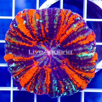 Scolymia Coral Australia