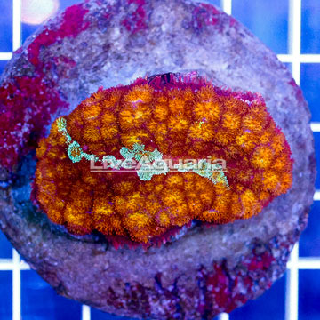 Bounce Mushroom Indonesia