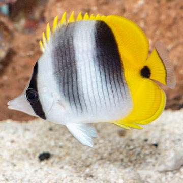 Double Saddleback Butterflyfish