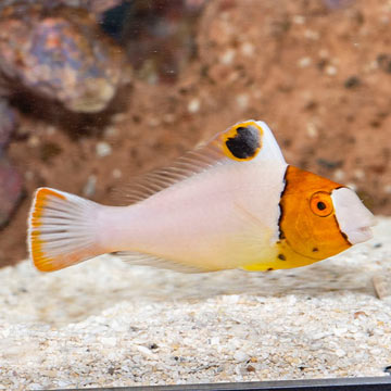 Bicolor Parrotfish