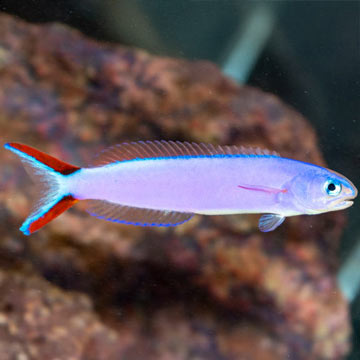 Purple Tilefish