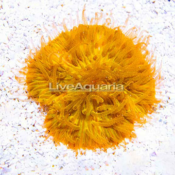 Aussie Short Tentacle Plate Coral