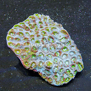 Aussie Dipsastraea Brain Coral