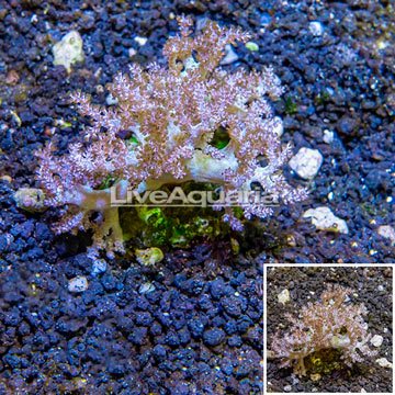 Pineapple Tree Coral Indonesia