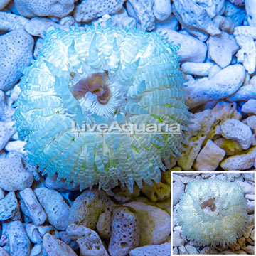 Beaded Sea Anemone