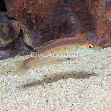 Sri Lankan Wrasse