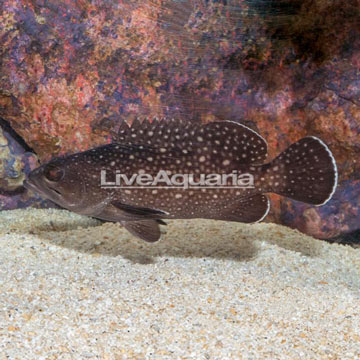 Starry grouper