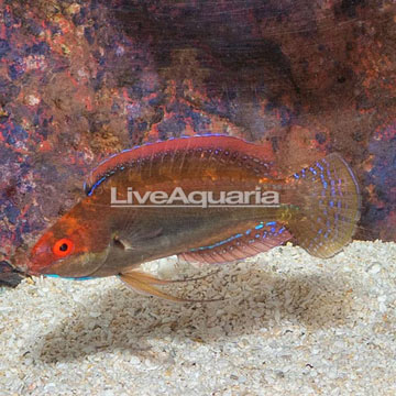 Threadfin Fairy Wrasse 