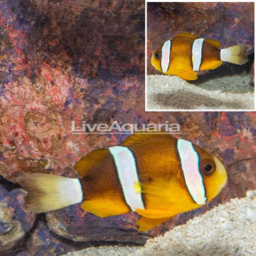 Clarkii Clownfish