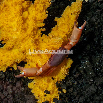 Trapezia Pocillopora/Acropora Crab 