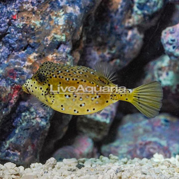 Cubicus Boxfish EXPERT ONLY