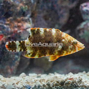 Floral Wrasse