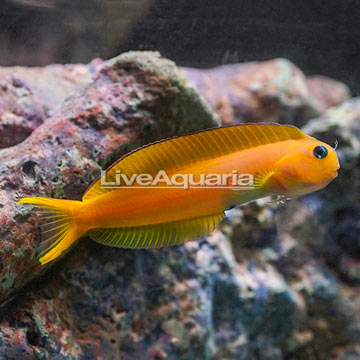 Midas Blenny