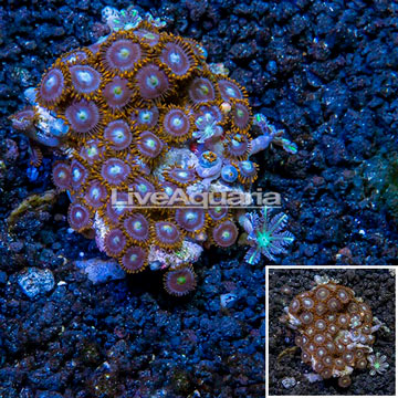 Zoanthus Coral Indonesia