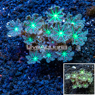 Glove Polyp Coral Indonesia