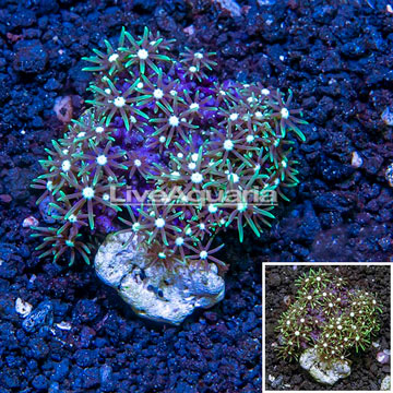 Starburst Polyps Indonesia