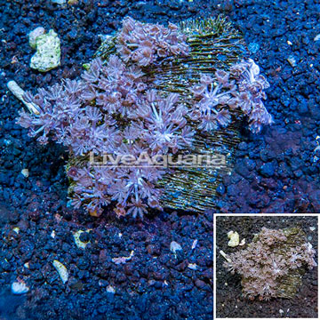 Xenia Coral Indonesia