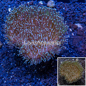 Toadstool Leather Coral Indonesia