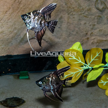 Black Marble Angel Pair