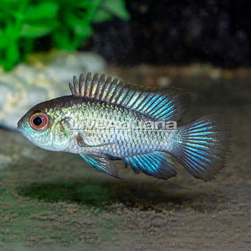 Blue Acara Cichlid