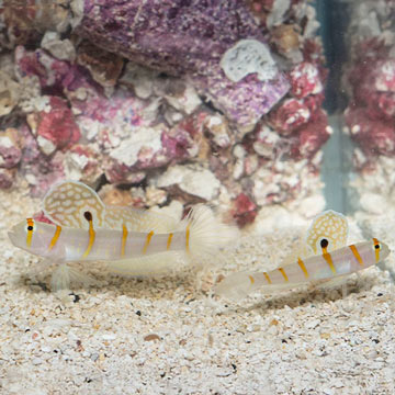 Randall's Prawn Goby, Pair
