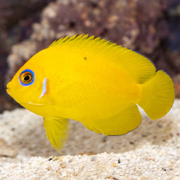 Lemon Peel Angelfish