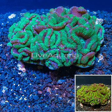 Acan Lord Coral Australia