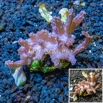 Tree Coral Indonesia