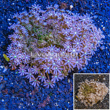 Clove Polyp Coral Fiji