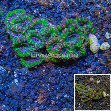 Acan Lord Coral Australia