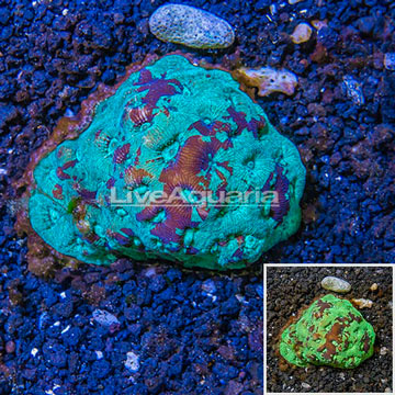 Goniastrea Brain Coral Fiji