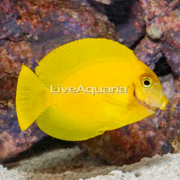 Mimic Lemon Peel Tang