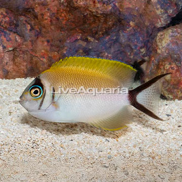 Masked Swallowtail Angelfish