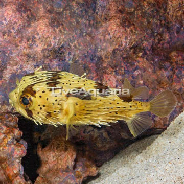 Porcupine Puffer