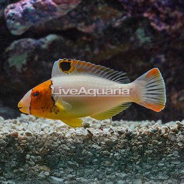 Bicolor Parrotfish 