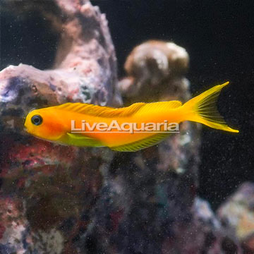 Midas Blenny