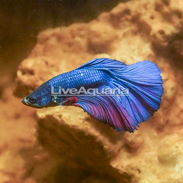 Halfmoon Betta, Male