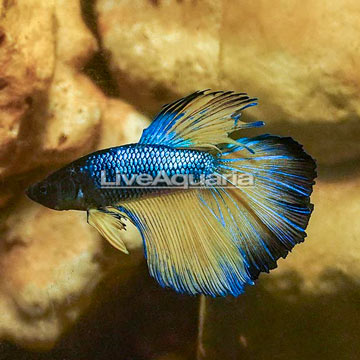 Mustard Betta, Male