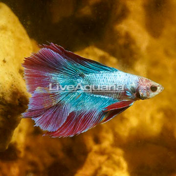 Twintail Halfmoon Betta, Male