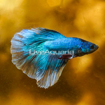 Butterfly Betta, Male