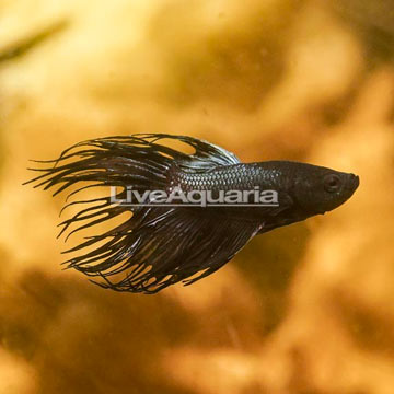 Black Crowntail Betta, Male