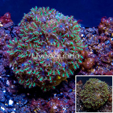  LiveAquaria® Cultured Blue Sympodium Coral