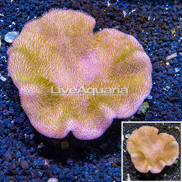 Toadstool Mushroom Leather Coral Vietnam