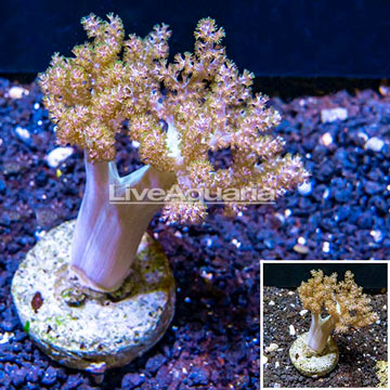 Kenya Tree Coral Indonesia