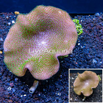 Toadstool Mushroom Leather Coral  Indonesia