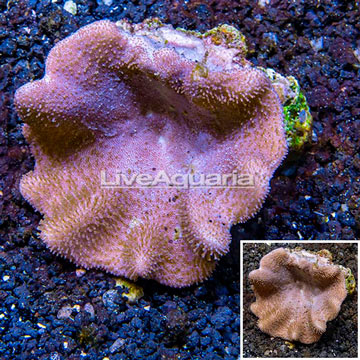 Toadstool Mushroom Leather Coral Tonga 