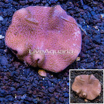 Toadstool Mushroom Leather Coral Fiji